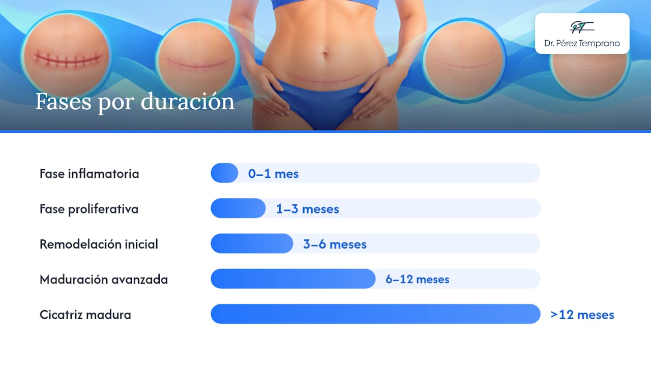 Evolución cronológica: fases mes a mes y qué observar en cada etapa — overview diagram